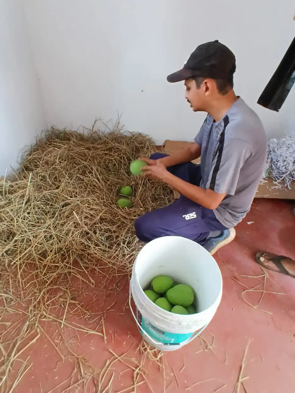 A person holding a green mango beside a bucket of mangoes and dry grass