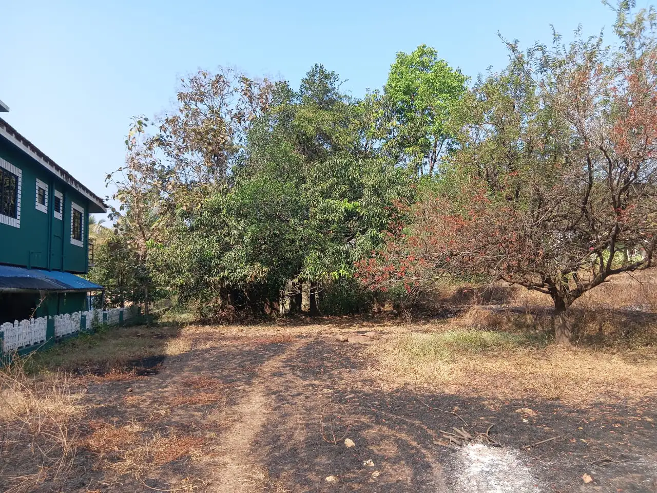 A dry plot bordered by mature trees beside a green building