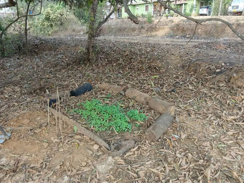 A small rectangular bed of green seedlings surrounded by dry leaves beneath trees
